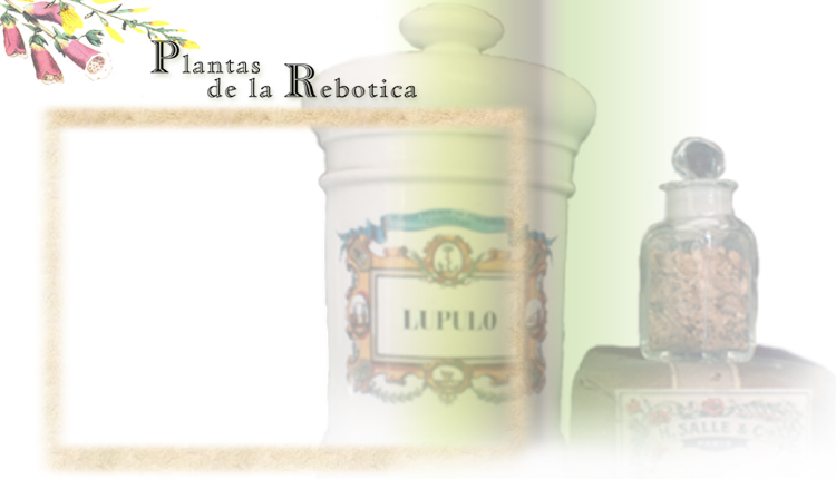 plantas de la rebotica