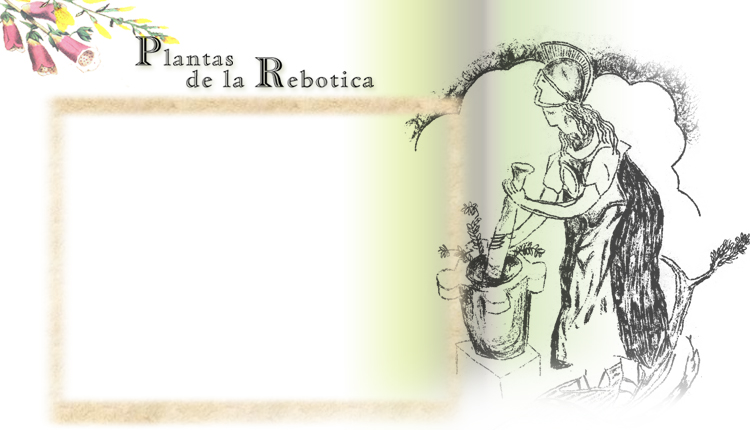 plantas de la rebotica