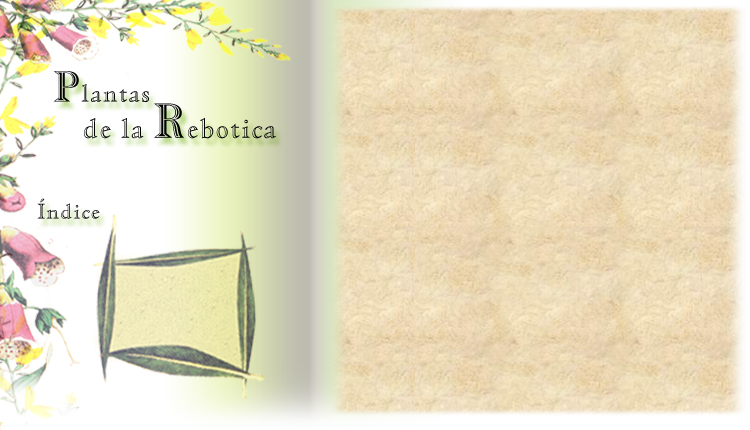 plantas de la rebotica