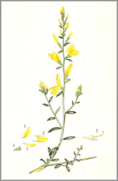 retama de los tintes