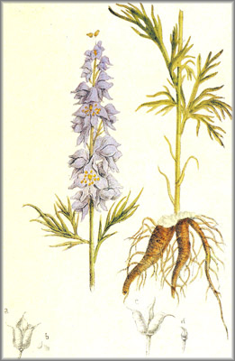 aconito
