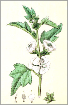 althaea