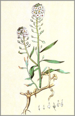 alyssum