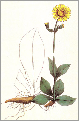 arnica