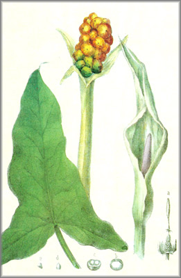 arum
