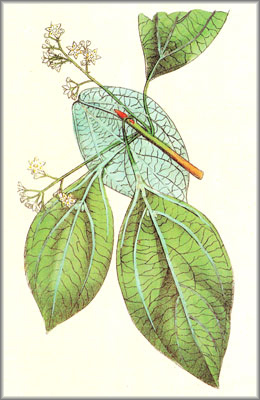 camphora