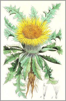 carlina
