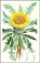 carlina