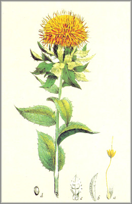 carthamus