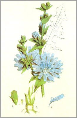 cochorium