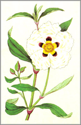 cistus