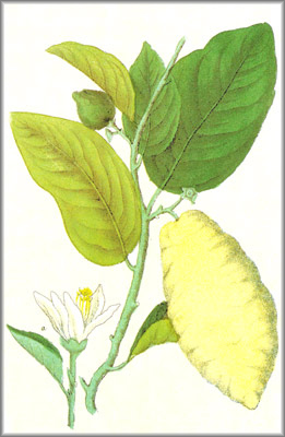 citrus