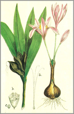 colchico