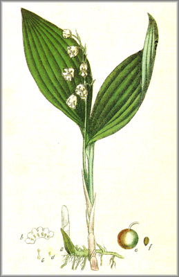 convallaria