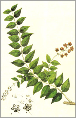 coriaria