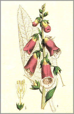 digitalis