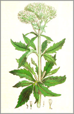 eupatorium