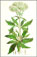 eupatorio