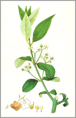 evonymus