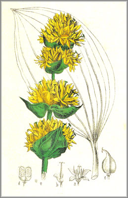 gentiana