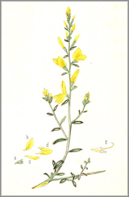 genista
