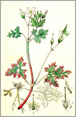 geranium
