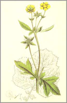 geum