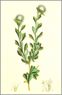 globularia