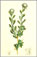 coronilla