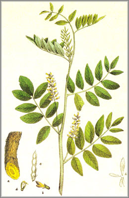 glycyrrhiza