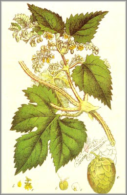 humulus