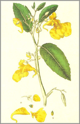 impatiens