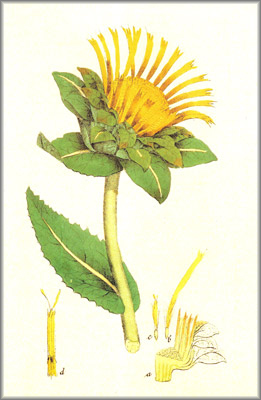 inula