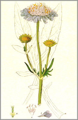 knautia