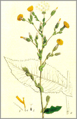 lactuca