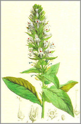 lobelia