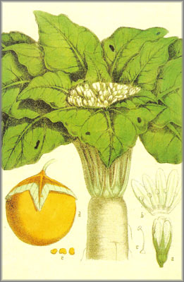 mandragora