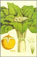 mandragora