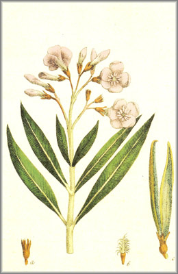 nerium