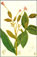 tabaquera