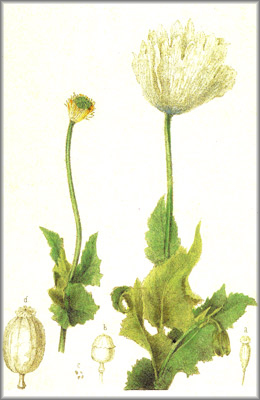 papaver