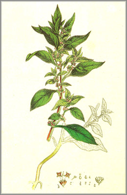 parietaria