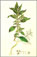 parietaria