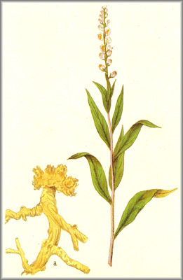 polygala