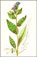 pulmonaria oficinal