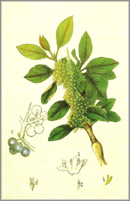 rhamnus