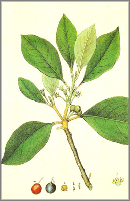 rhamnus frangula