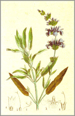 salvia