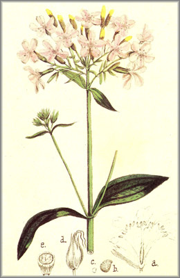 saponaria