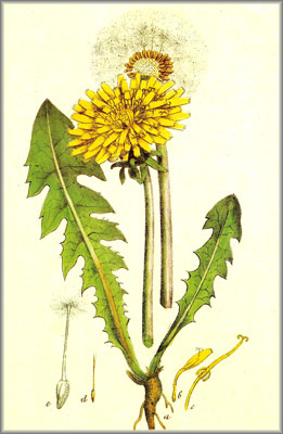 taraxacum